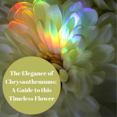 The Elegance of Chrysanthemums: A Guide to this Timeless Flower