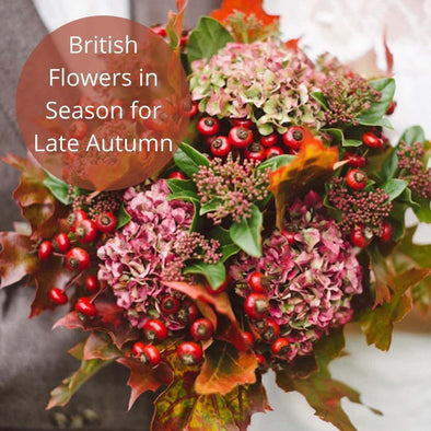 Flowers in  Season for Late Autumn