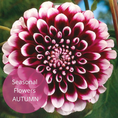 Seasonal Flowers : Autumn