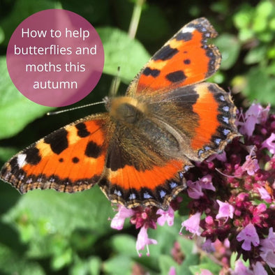 How to help butterflies and moths this autumn