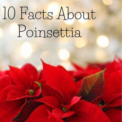 10 Facts About Poinsettia