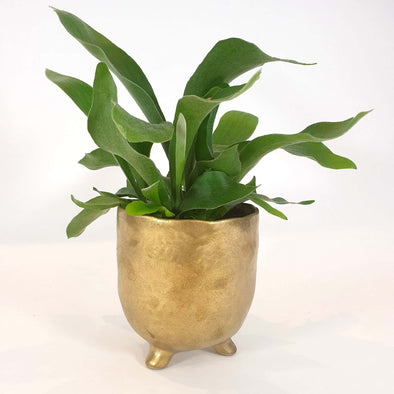 Staghorn Fern - Platycerium Bifurcatum