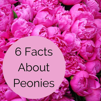 6 Facts About Peonies