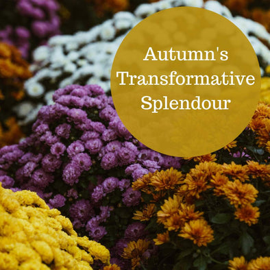 Embracing the Beauty of Change: Autumn's Transformative Splendour