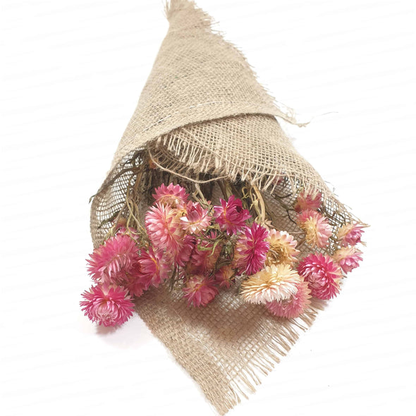Dried Pink Helichrysum (Strawflower)