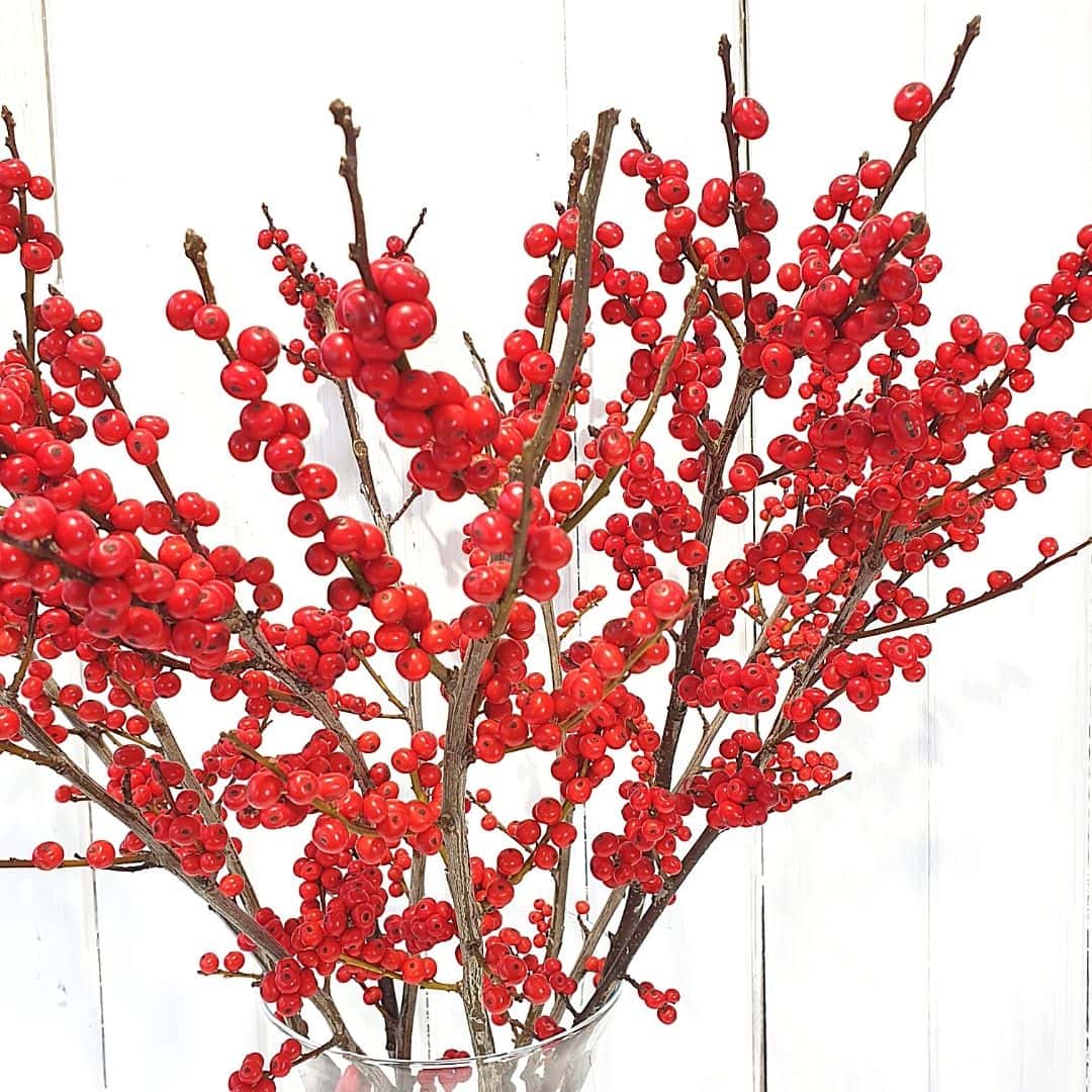 Red Berries Delight