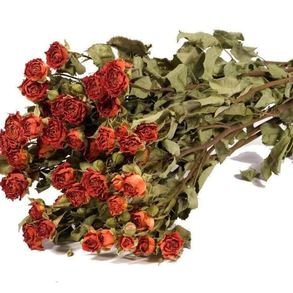 Dried Orange Spray Rose