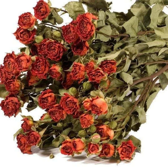 Dried Orange Spray Rose