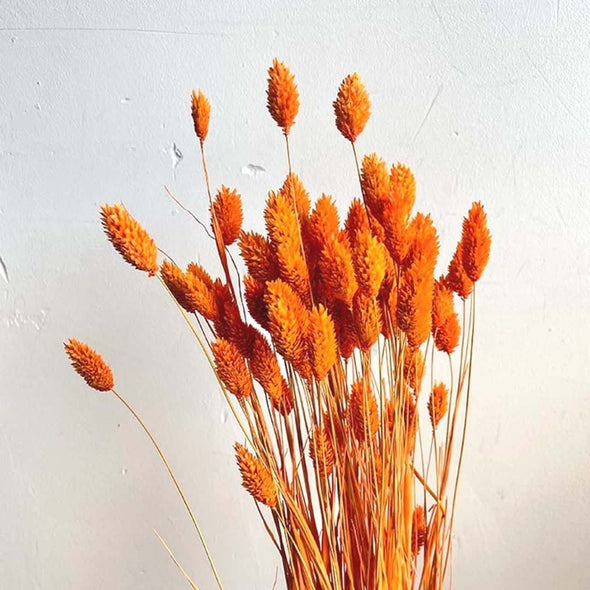 Dried Phallaris