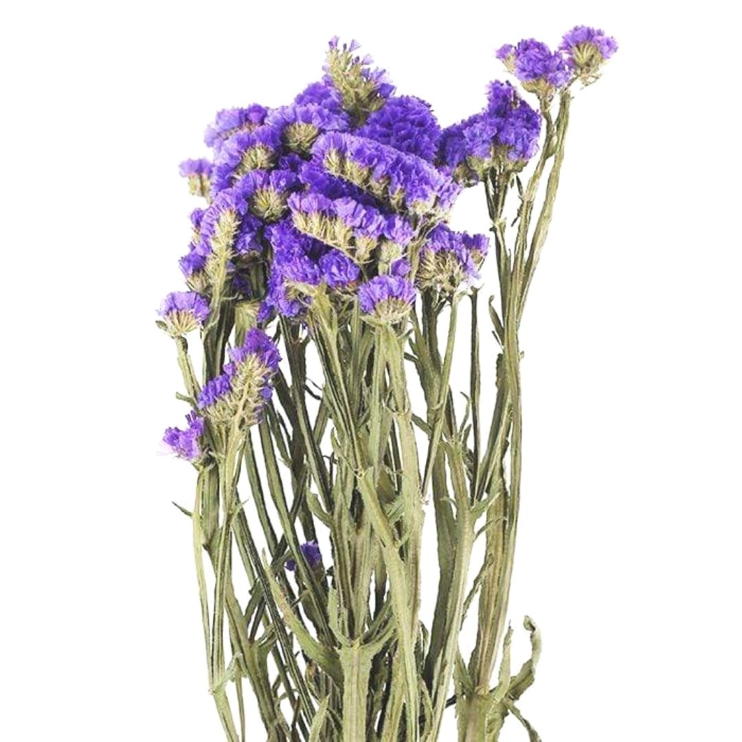 Dried Purple Statice The Hiden Collective