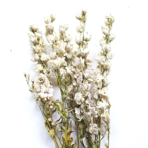 Dried White Delphinium (Larkspur)