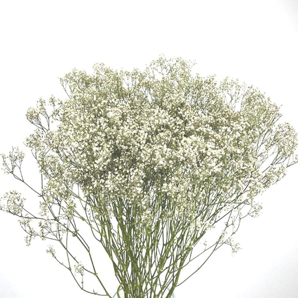 Dried Gypsophylia