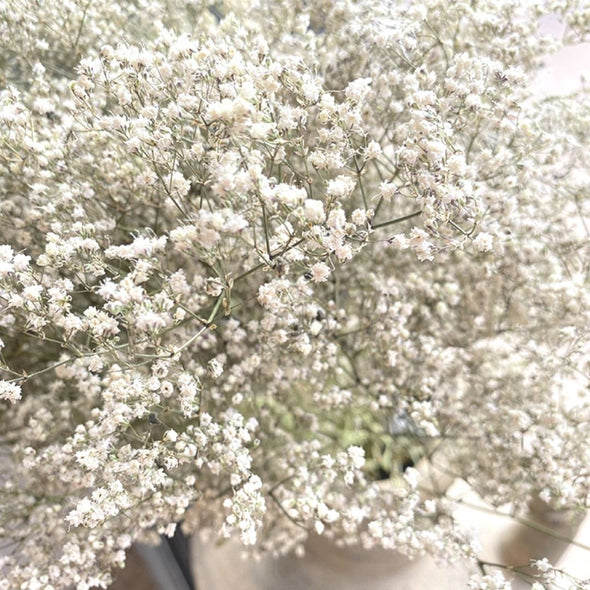 Dried Gypsophylia