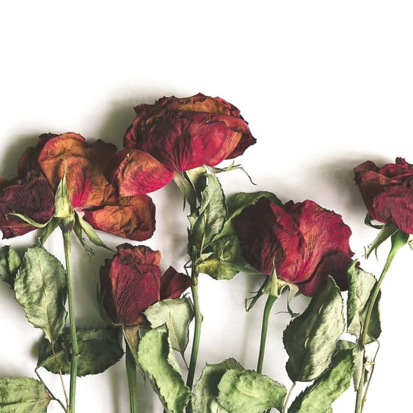 Dried Red Roses