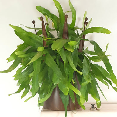 The Lavish Plant Subscription