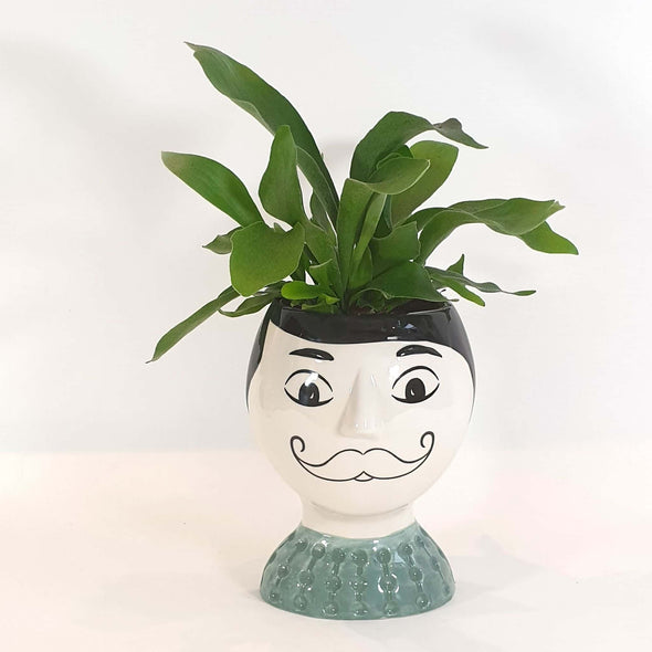 Staghorn Fern + Pablo