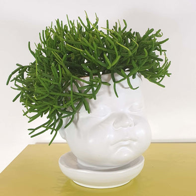 The Classic Plant Subscription