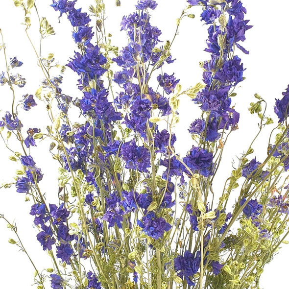 Dried Blue Delphinium (Larkspur)