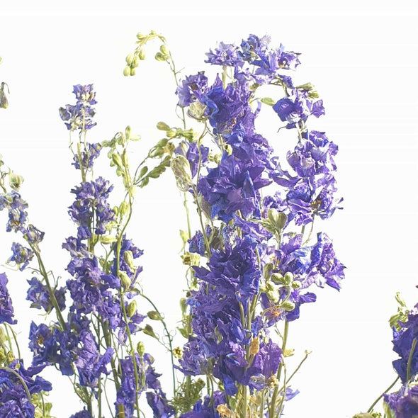 Dried Blue Delphinium (Larkspur)