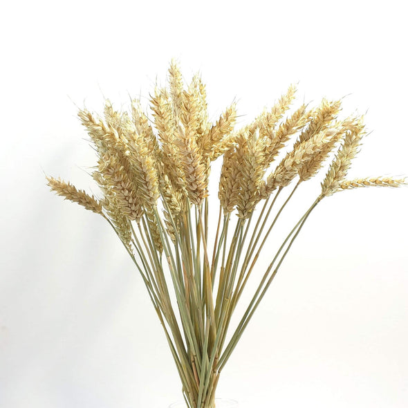 Dried Natural Wheat