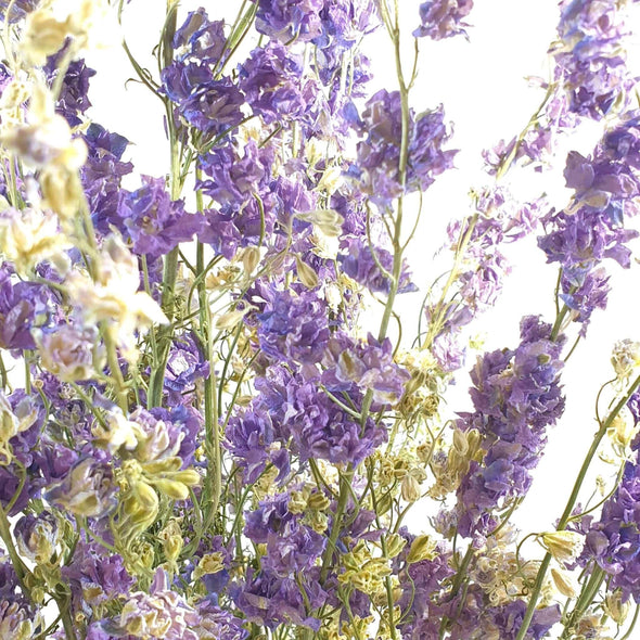 Lilac Delphinium (Larkspur)