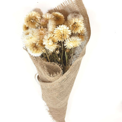 White Helichrysum (Strawflower)