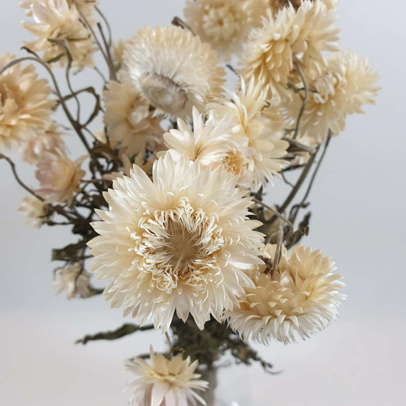 White Helichrysum (Strawflower)
