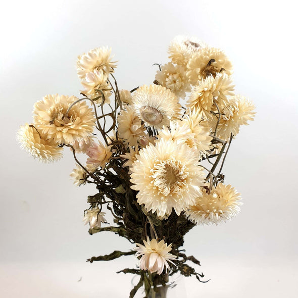 White Helichrysum (Strawflower)