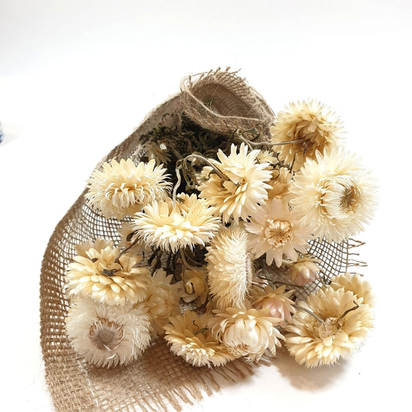 White Helichrysum (Strawflower)